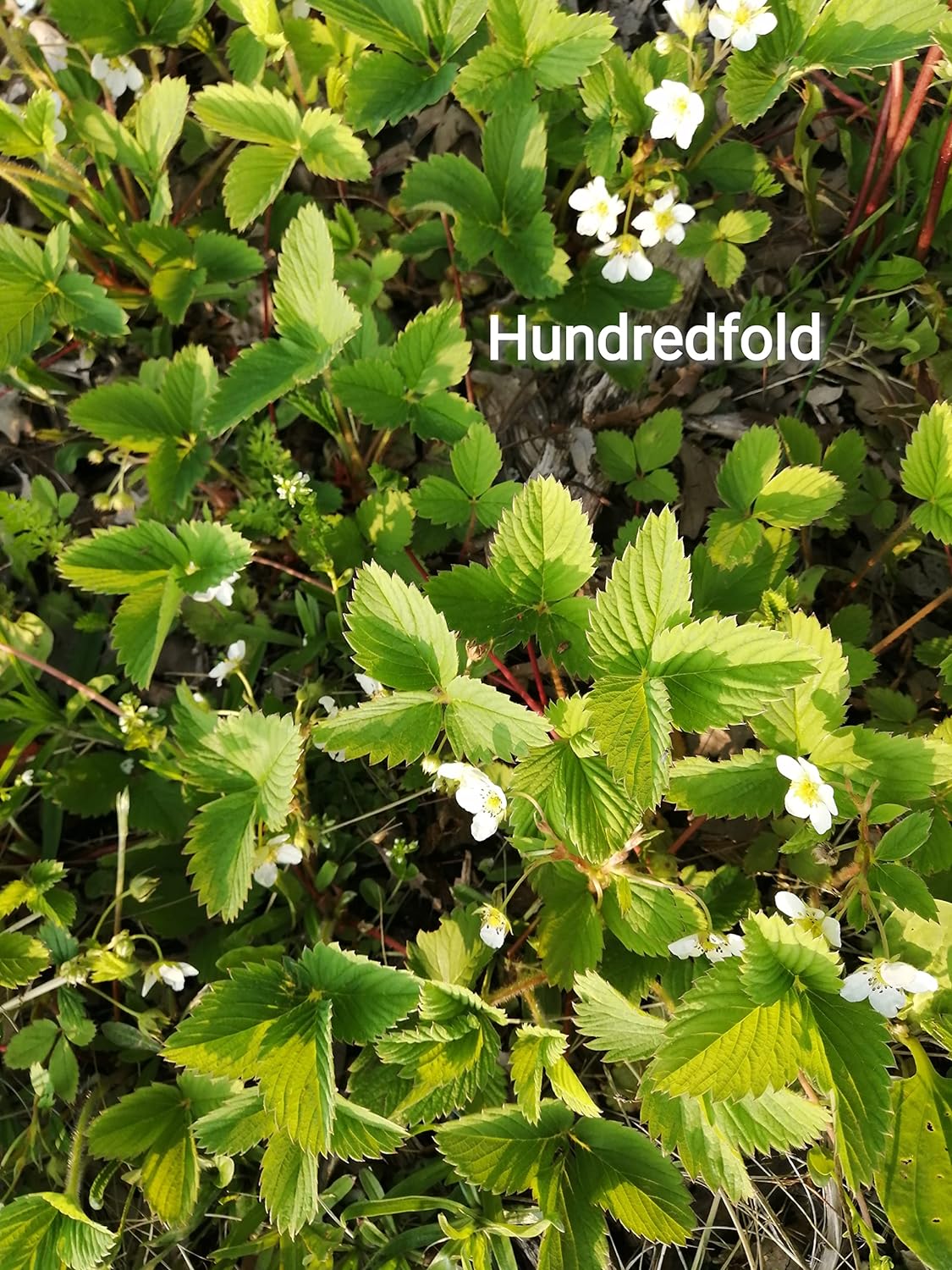 Fraise sauvage centuple 1 plante vivante à racines nues - Fragaria virginiana sans OGM, racines nues, indigène du Canada, cultivée en Ontario, pour conteneur, cour, jardin et couvre-sol 