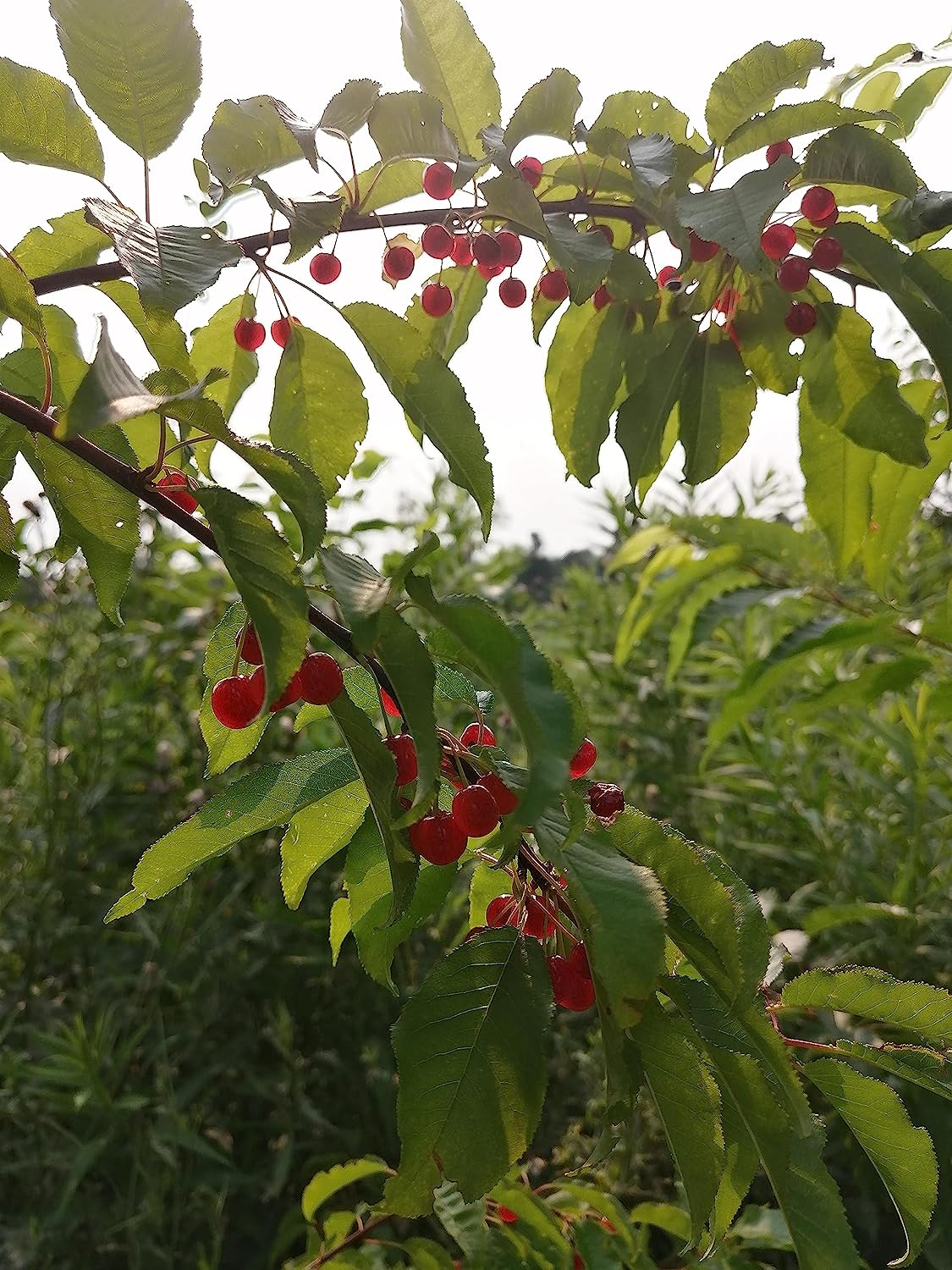Hundredfold  Pin Cherry 10 Pin Cherry Seeds- Prunus pensylvanica Bird Cherry Fire Cherry Wild Cherry Canada Native Small Tree or Shrub