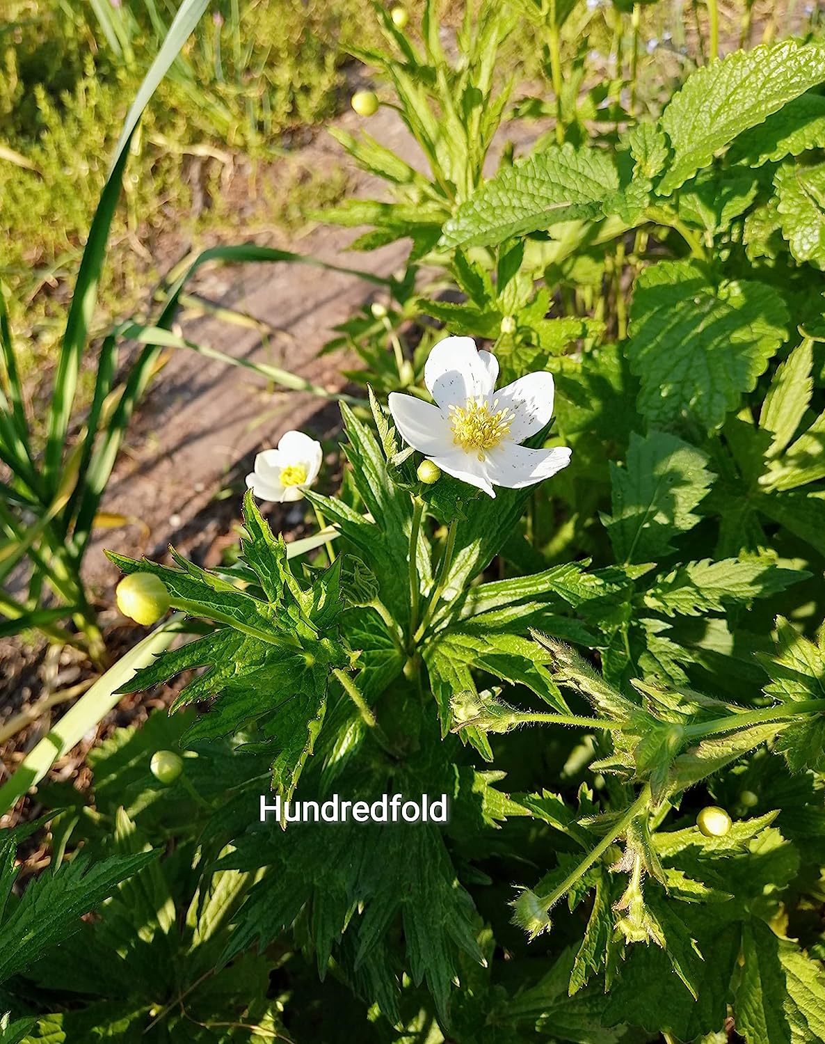 Graines de fleurs d'anémone canadienne au centuple 100 – Anémone Canadensis Fleur indigène Feuille ronde Dés à coudre Couvre-sol et alternative à la pelouse pour les zones ombragées 
