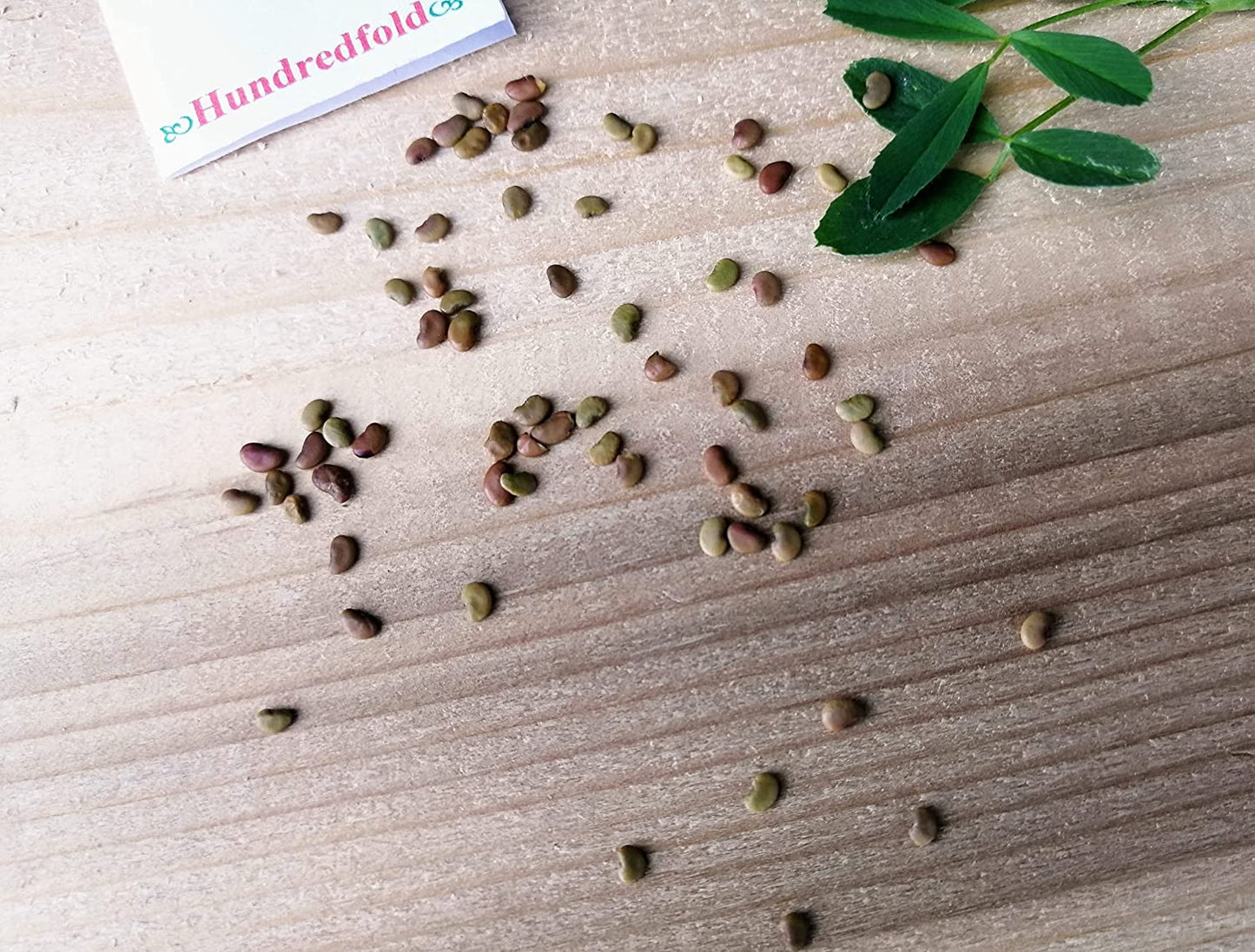 Lotier à tiques voyant Fleur de lotier à tiques 100 graines - Desmodium canadense Canada Plante sauvage vivace indigène Fleur sauvage Fixatrice d'azote Vert 