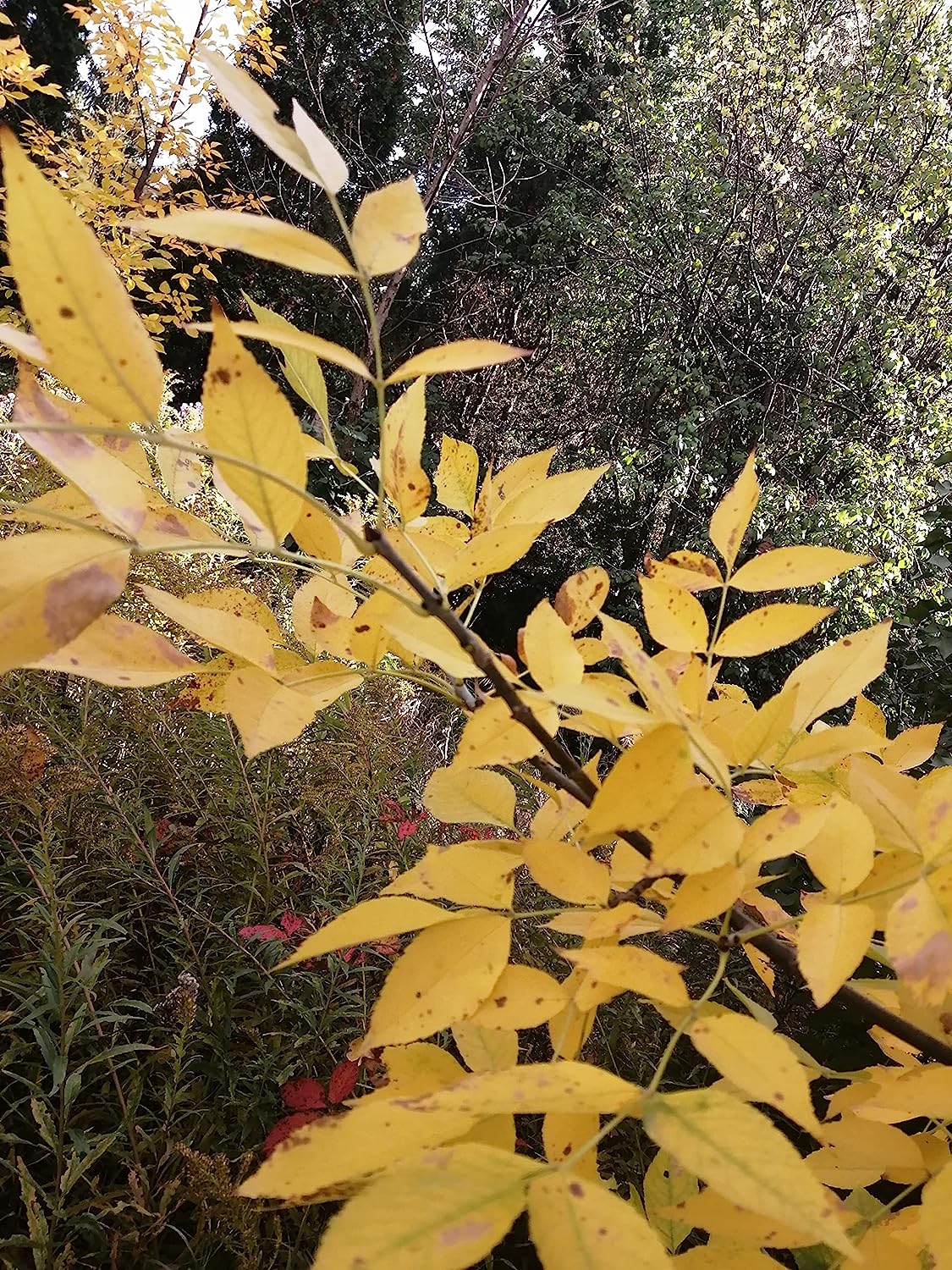 Green Ash Tree Seedling - Fraxinus pennsylvanica Red Ash, River Ash, Darlington Ash, Canada Native