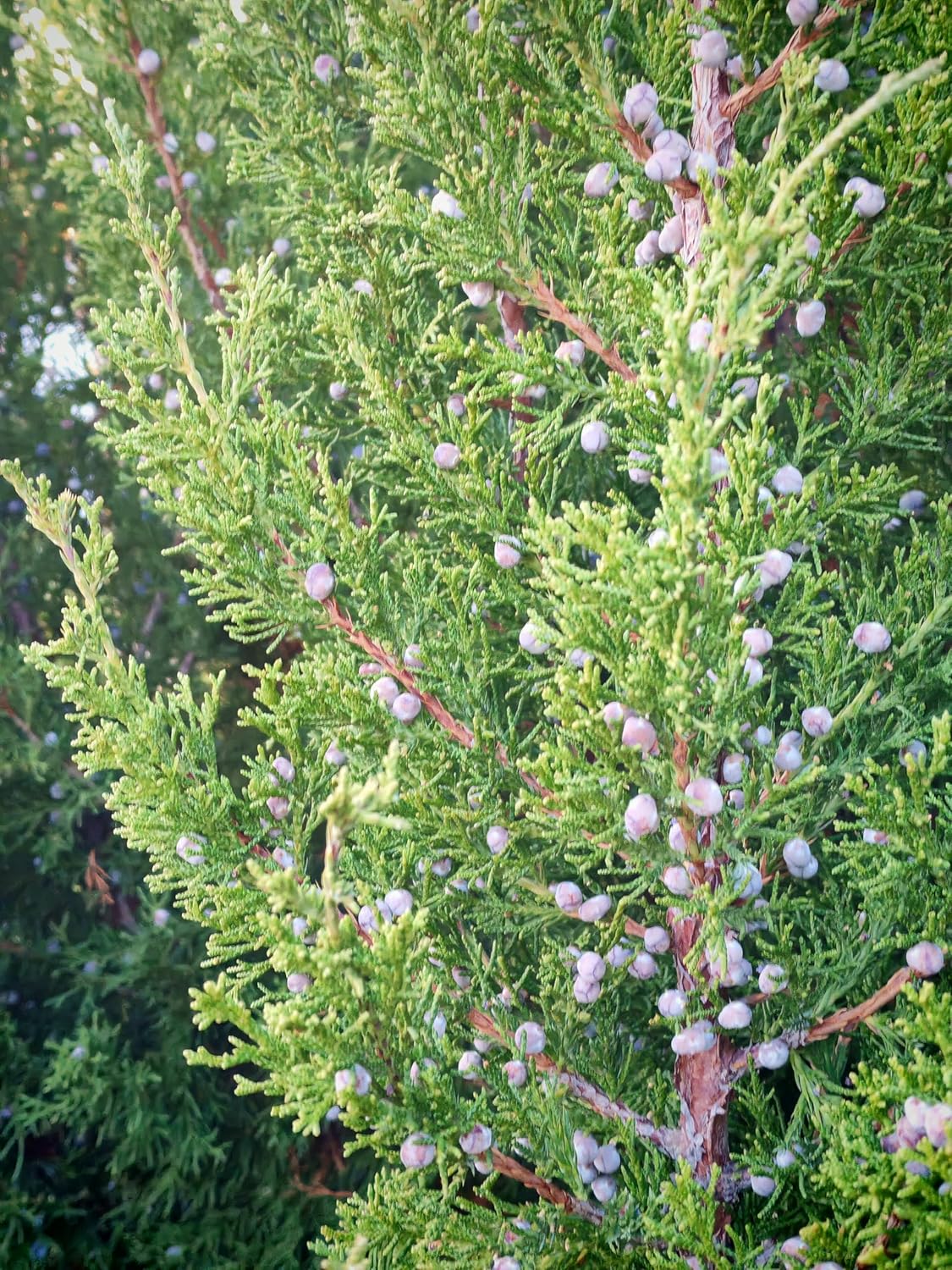 Cèdre rouge de l'Est centuple 10 graines - Juniperus virginiana Genévrier rouge, arbre à feuilles persistantes indigène du Canada Red Savin, idéal pour les écrans de confidentialité, les brise-vent et les rangées de clôtures 