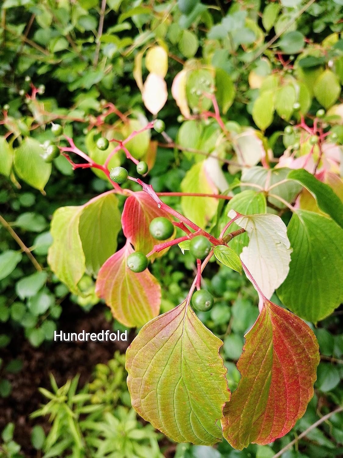 Graines d'arbustes de cornouiller pagode au centuple 10 - Cornus alternifolia Cornouiller à feuilles alternatives Petit arbre indigène de l'Ontario, avec des intérêts quatre saisons