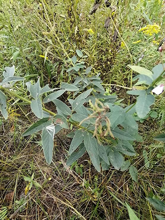 Lotier à tiques voyant Fleur de lotier à tiques 100 graines - Desmodium canadense Canada Plante sauvage vivace indigène Fleur sauvage Fixatrice d'azote Vert 