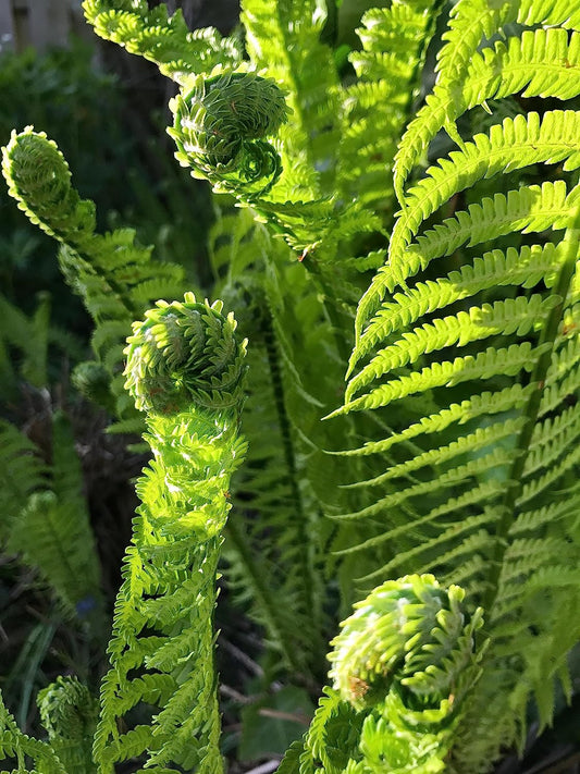 Hundredfold Ostrich Fern 1 Small Live Plant – Canada Native Woodland Perennial, Beautiful Foliage, Excellent for Bonsai, Patio, Balcony & Ground Cover