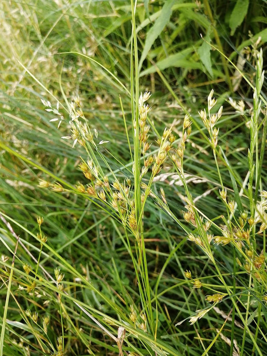 Juncus Tenuis - Graines de 1 gramme - Herbe indigène du Canada à haute valeur faunique, tolère la circulation piétonnière, excellente pour les sentiers et les allées