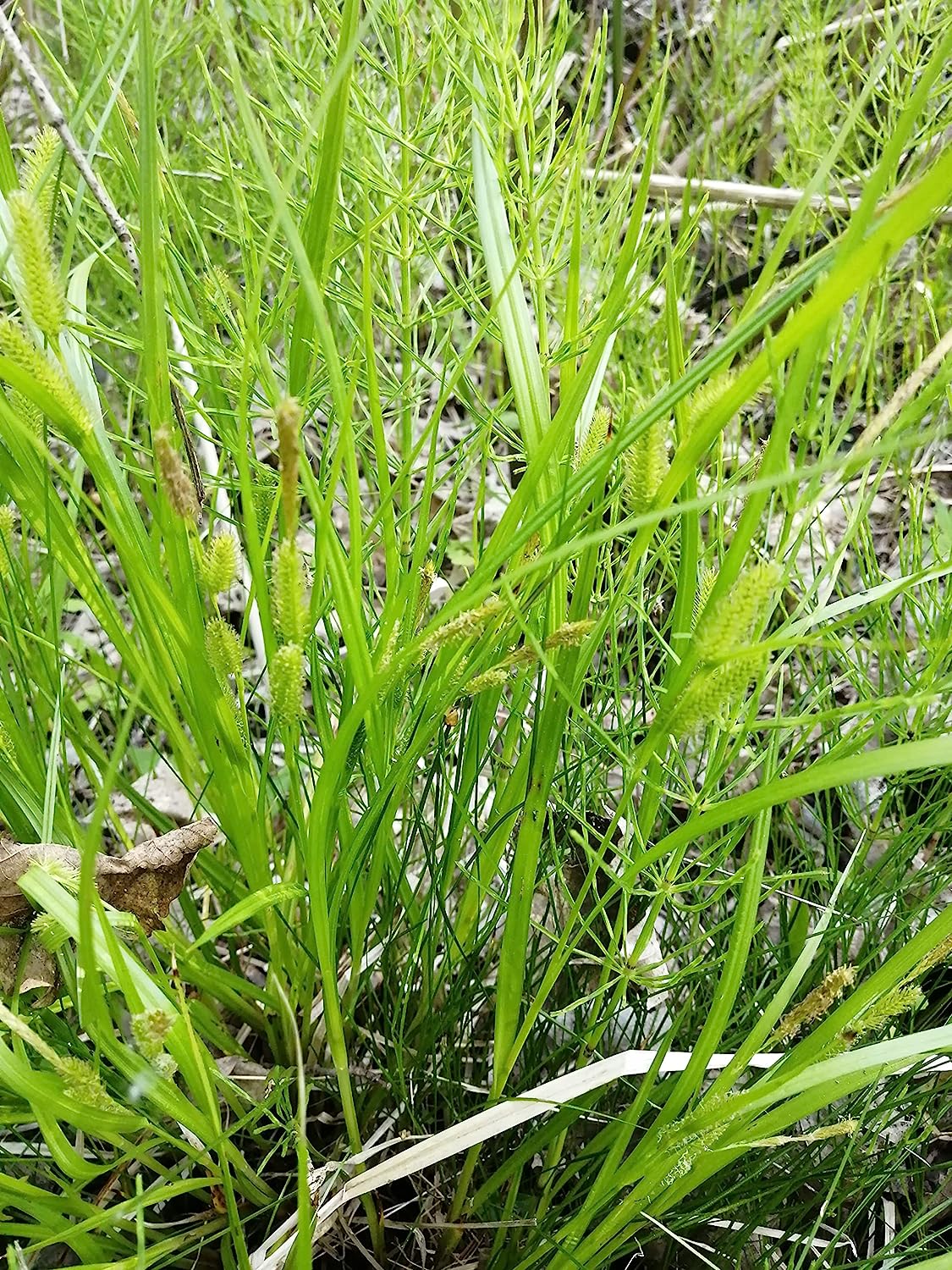 Centuple 500 graines de carex renard - Carex Canada Prairie Native Perennial, idéal pour les zones humides, les jardins pluviaux ou les couvre-sols dans les zones ombragées 
