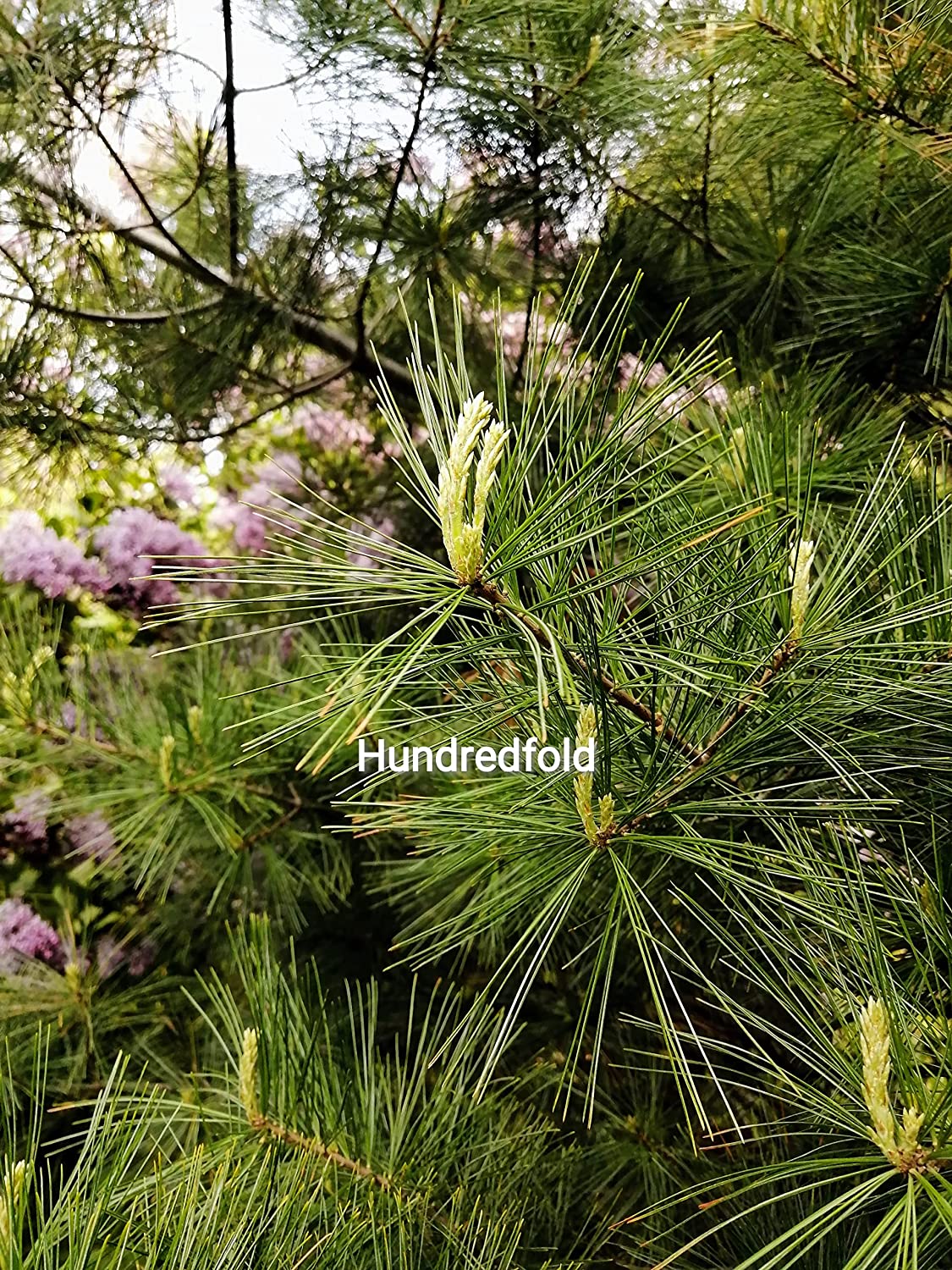 Eastern White Pine 10 Tree Seeds - Pinus strobus Canada & USA Native Tree, Weymouth Pine, for Windbreak, Firewood or Bonsai Houseplant