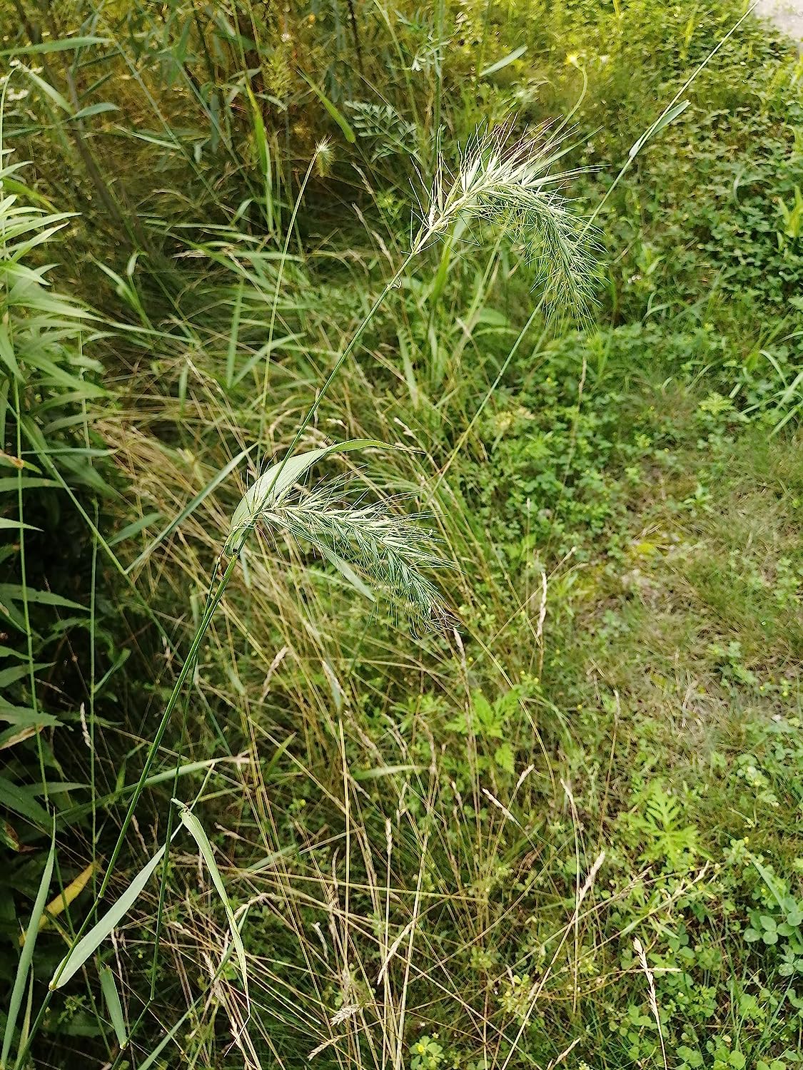 Graines d'Elyme sauvage du Canada au centuple 100 graines - Elymus canadensis Élyme sauvage indigène des prairies de l'Ontario, Élyme sauvage penché, parfait pour le contrôle de l'érosion ou comme graminée ornementale 