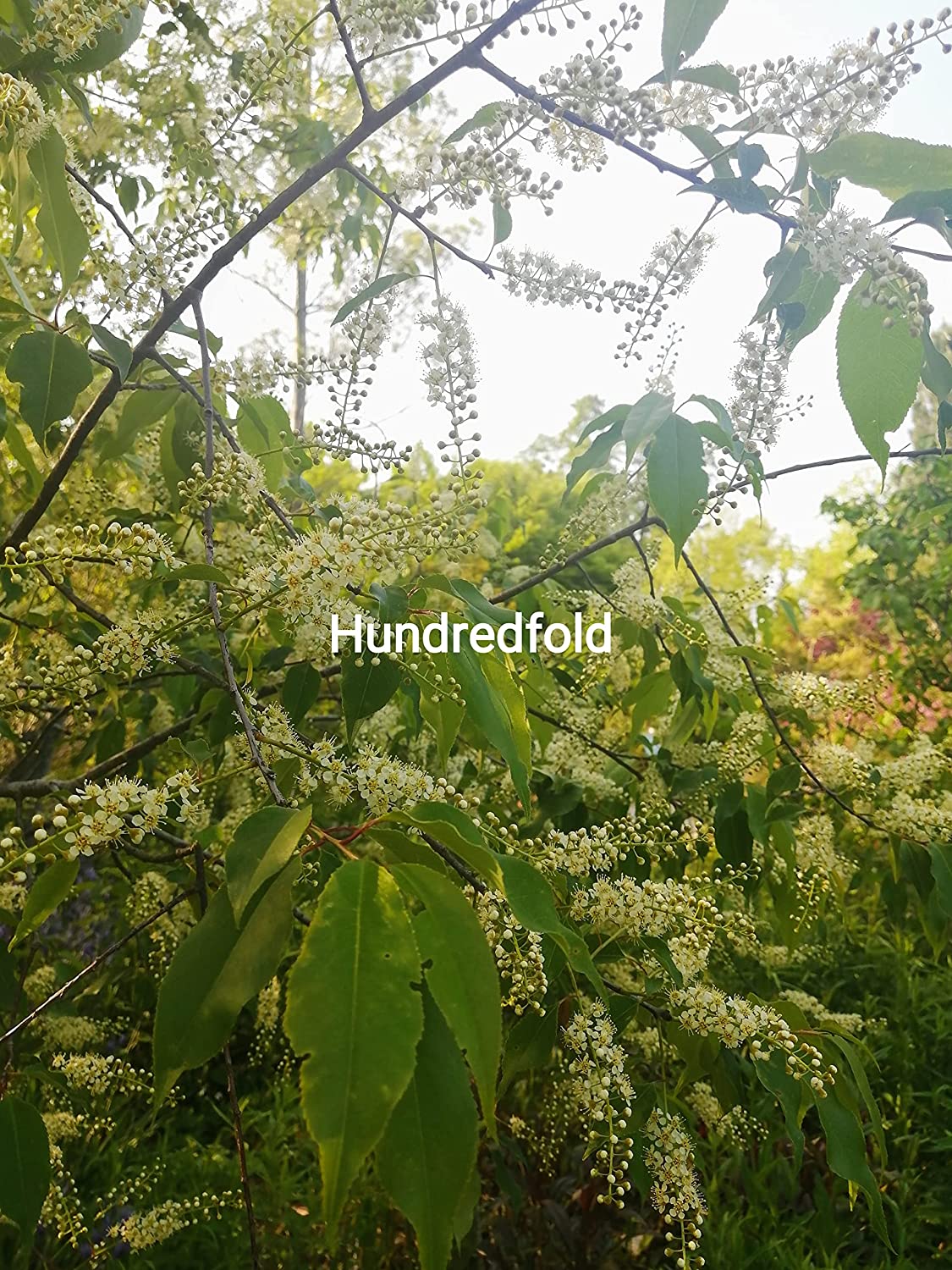 Hundredfold Black Cherry Tree 10 Seeds - Prunus serotina Canada Native Wild Black Cherry Rum Cherry, Producing Nice Fall Colors & Valuable Wood