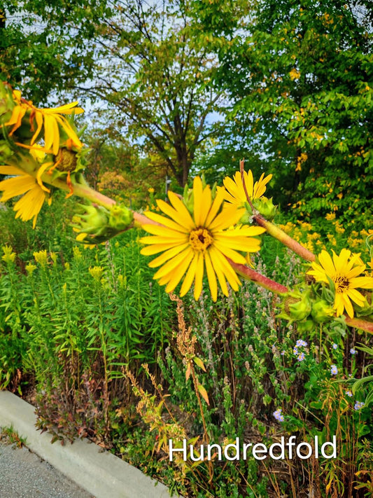 Compassplant Seeds, Silphium laciniatum Native Prairie Wildflower, 30 Seeds, Perennial | Hundredfold