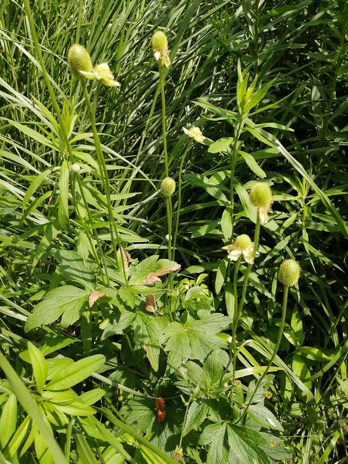 Anémone de Virginie 20 graines - Anémone de Virginie Anémone de Virginie, grande anémone Fleur sauvage indigène du Canada Fleur sauvage 