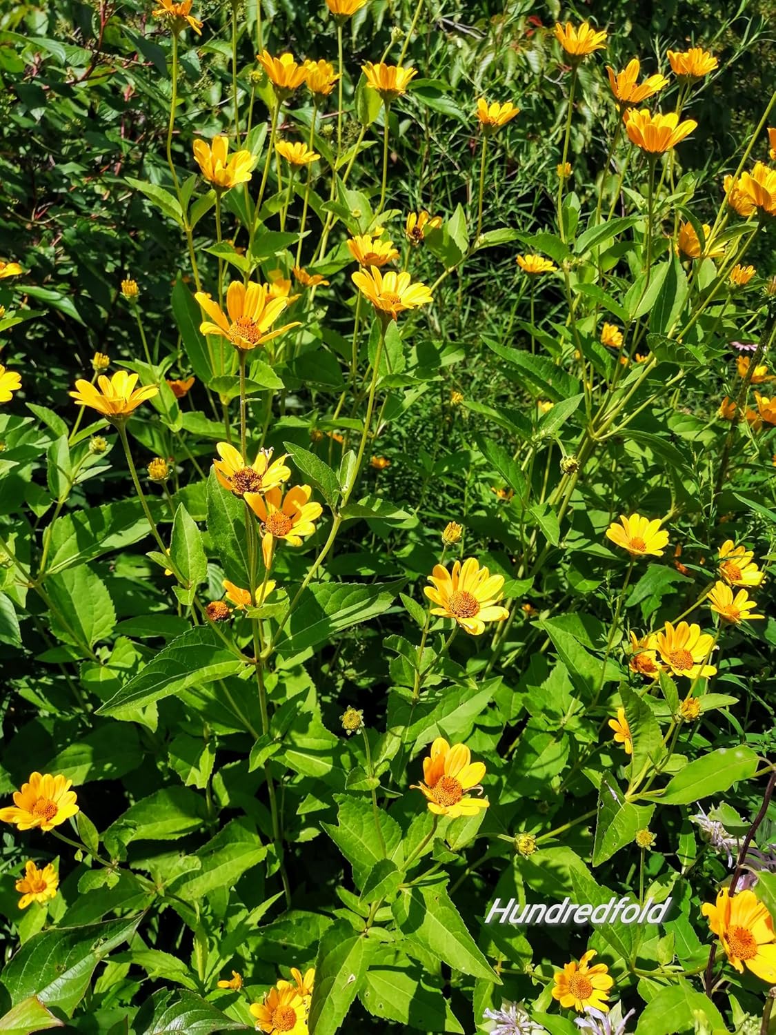 Tournesol œil de bœuf centuple 100 graines - Heliopsis helianthoides Tournesol œil de bœuf lisse, faux tournesol Fleur sauvage indigène du Canada Fleur sauvage 
