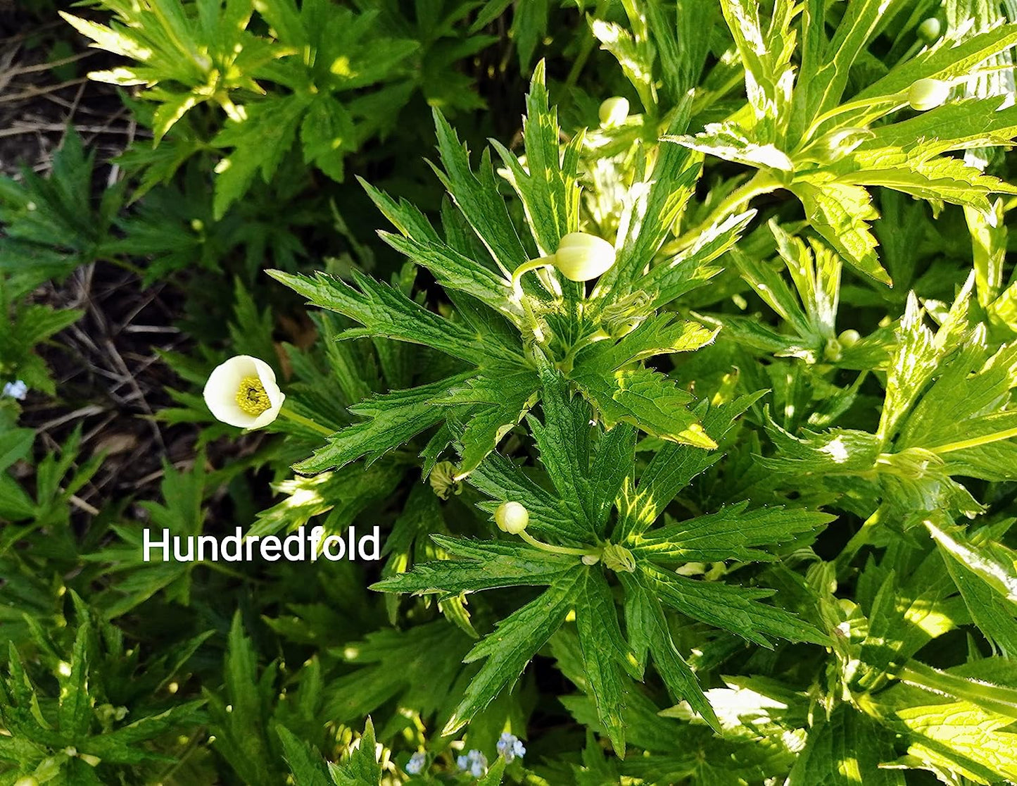 Graines de fleurs d'anémone canadienne au centuple 100 – Anémone Canadensis Fleur indigène Feuille ronde Dés à coudre Couvre-sol et alternative à la pelouse pour les zones ombragées 