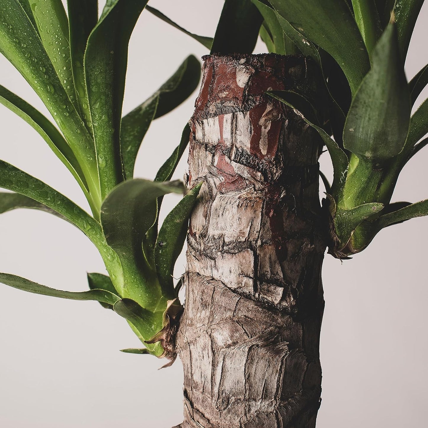Graines de Yucca Buckley au centuple 30 - Yucca constricta Arbuste ornemental vivace sans OGM à fleurs blanc crème, plante d'intérieur, résistante à l'hiver dans le sud du Canada