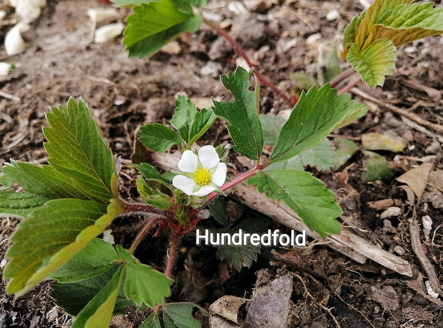 Fraise sauvage centuple 1 plante vivante à racines nues - Fragaria virginiana sans OGM, racines nues, indigène du Canada, cultivée en Ontario, pour conteneur, cour, jardin et couvre-sol 
