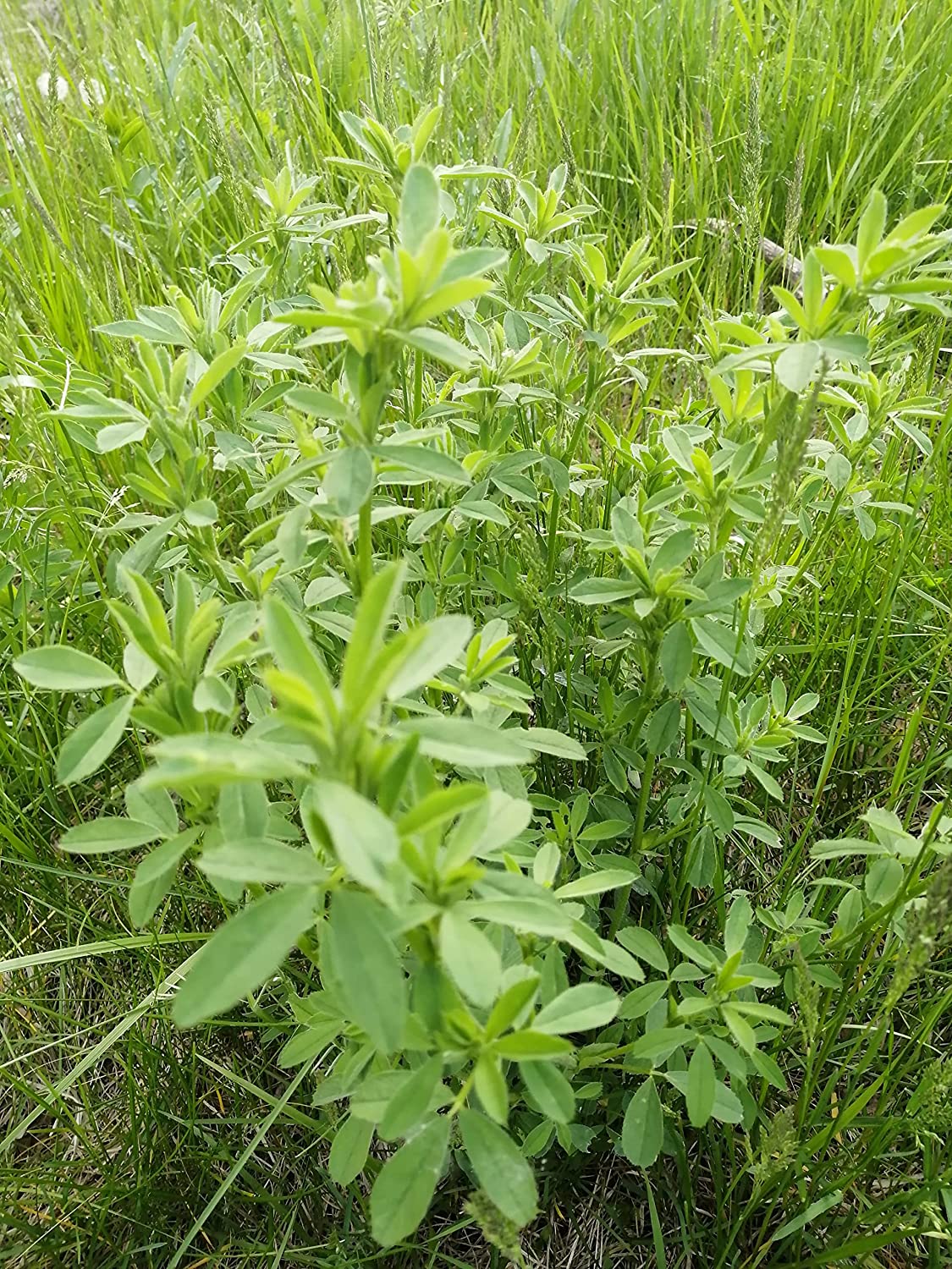 Lotier à tiques voyant Fleur de lotier à tiques 100 graines - Desmodium canadense Canada Plante sauvage vivace indigène Fleur sauvage Fixatrice d'azote Vert 