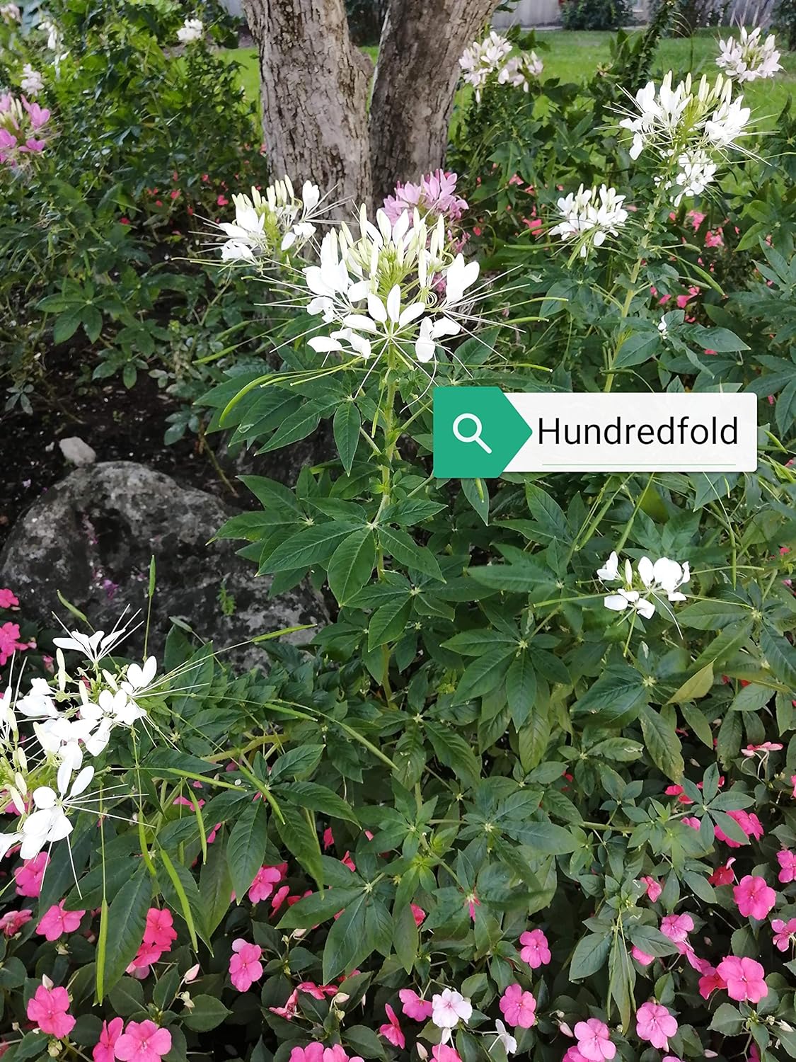 Cleome hassleriana, Reine Blanche, Cleome hassleriana ... 