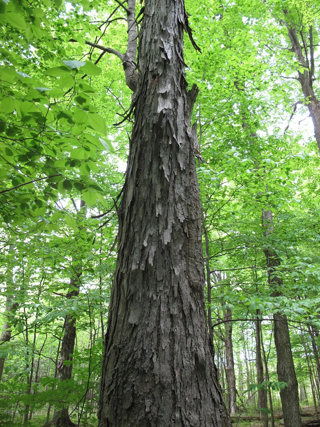Graines d'arbres de noyer à écorce évasée centuple fraîches - Carya ovate Cultivé en Ontario, noix d'arbre indigène fraîche à planter, arbre d'ombrage 