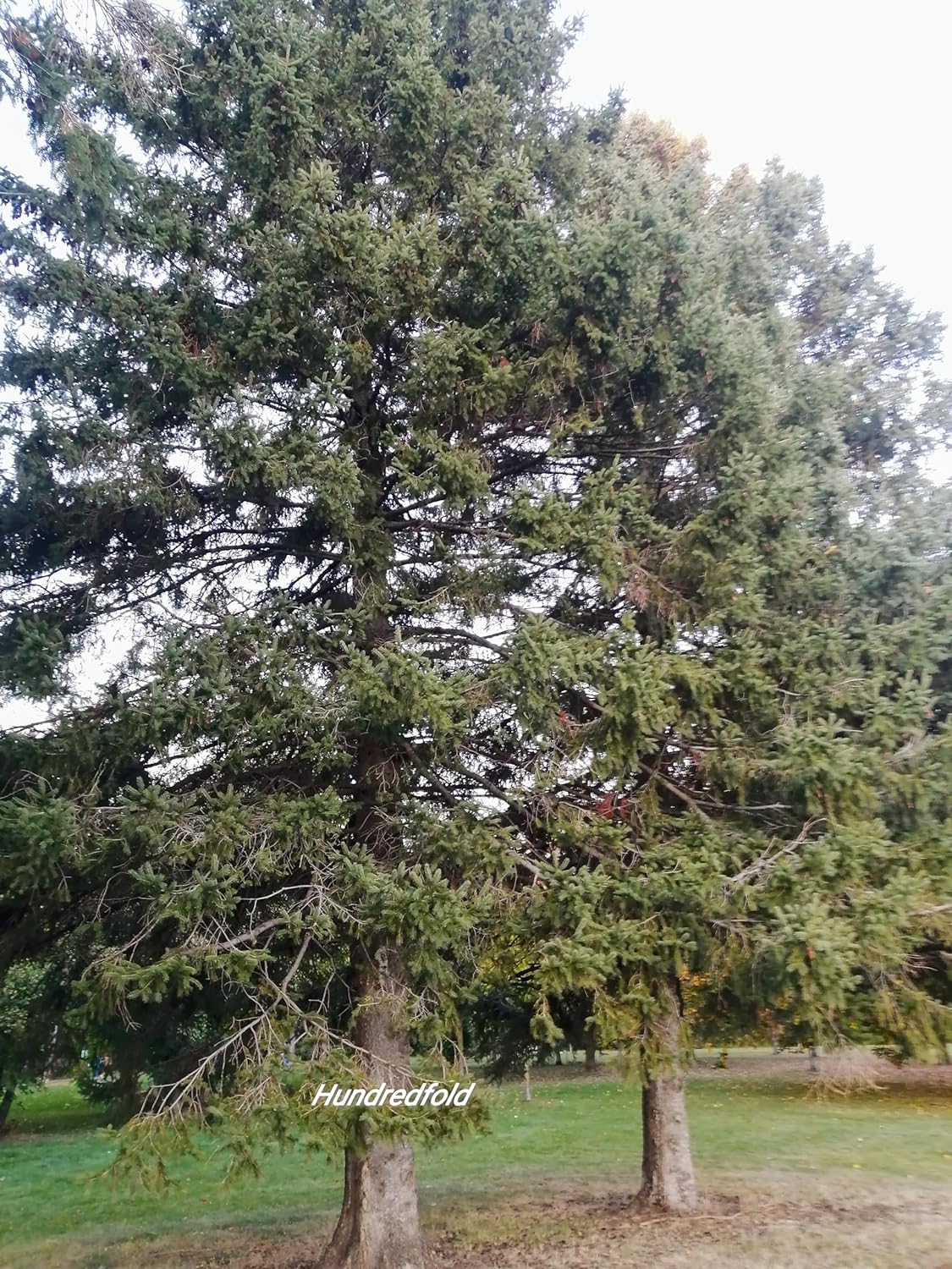 Épinette blanche centuple 30 graines – Picea glauca Arbre indigène du Canada, conifère à feuilles persistantes pour arbre de Noël ou bonsaï 
