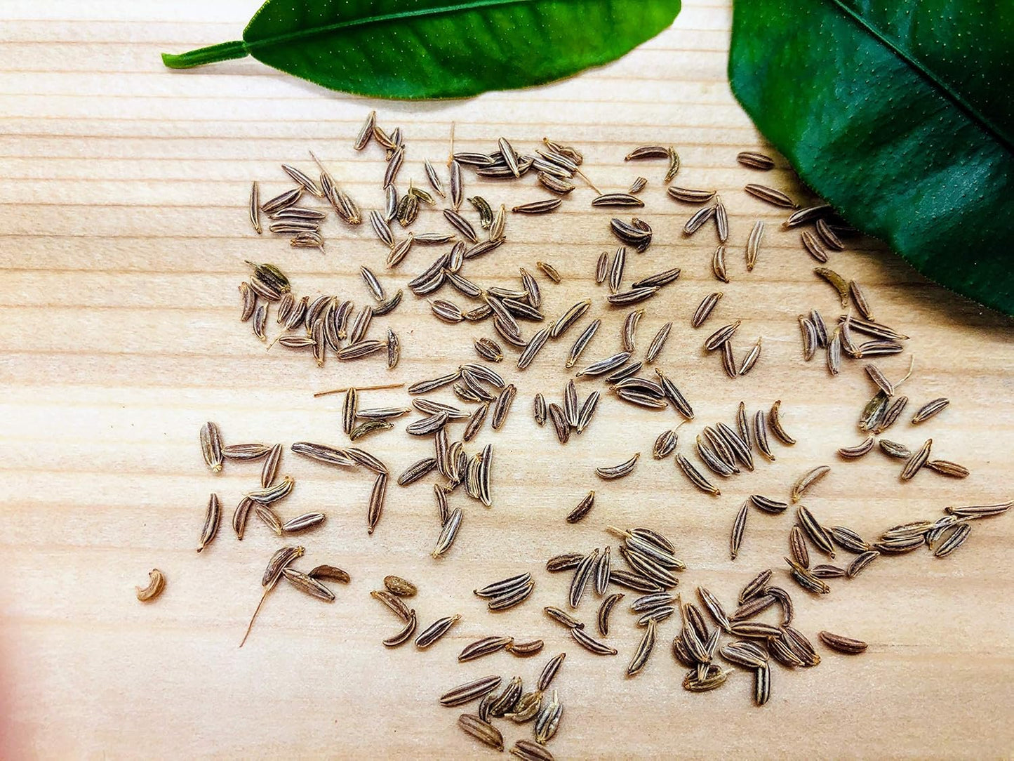 Caraway 500 Herb Seeds - Carum carvi, Non-GMO Heirloom Biennial for Planting, Fragrant Leaves & Seeds, Key Ingredient for German Sauerkraut