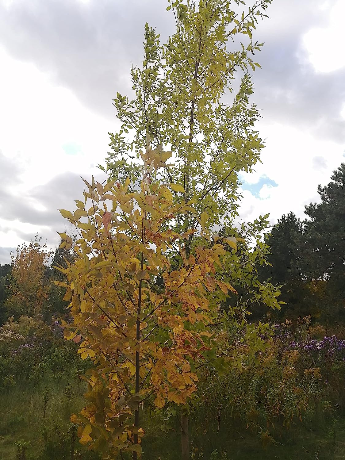 Green Ash Tree Seedling - Fraxinus pennsylvanica Red Ash, River Ash, Darlington Ash, Canada Native
