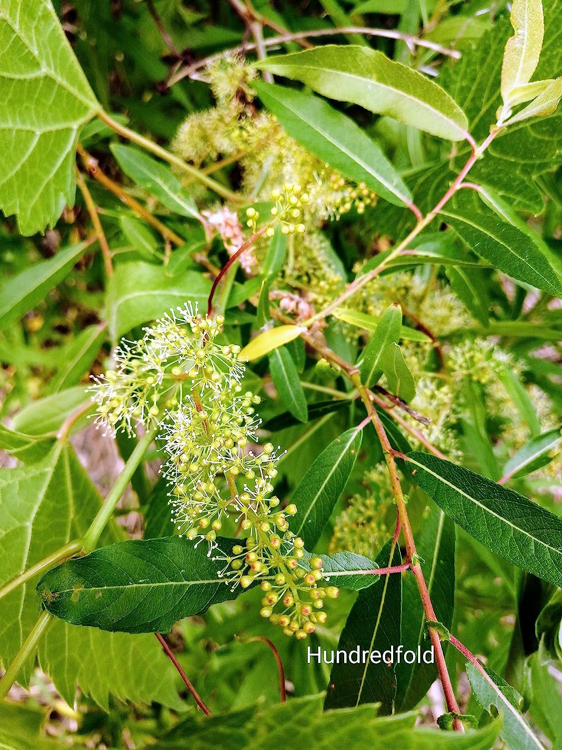 Riverbank Grape 10 Seeds - Vitis riparia Canada Wild Native Grape, Excellent for Food (Dolmades), Rootstock or Landscaping