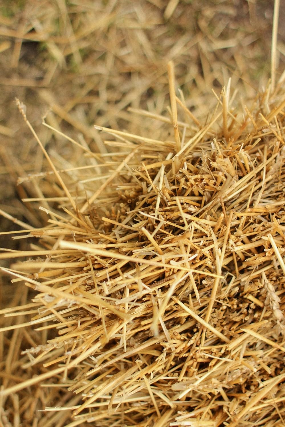 Organic Winter Rye 2LBS Cover Crop – Cereal Rye Non-GMO Farm and Garden Seeds for No-Till Garden & Food Plot, Green Manure, Ground Cover