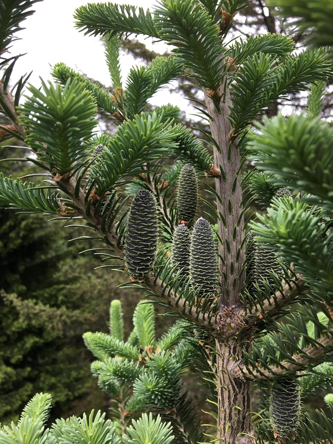 Hundredfold Balsam Fir 20 Tree Seeds - Abies balsamea Canada Balsam, Eastern fir, Balm-of-Gilead fir Canada USA Native Conifer