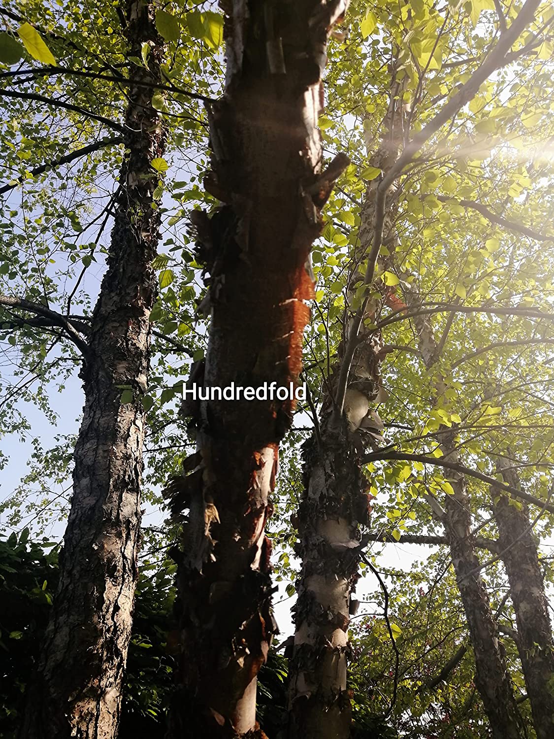 100 graines de bouleau de rivière Betula nigra - Bouleau indigène américain, bouleau rouge, bouleau d'eau, arbre indigène au Canada et aux États-Unis, excellent pour l'aménagement paysager et le reboisement 
