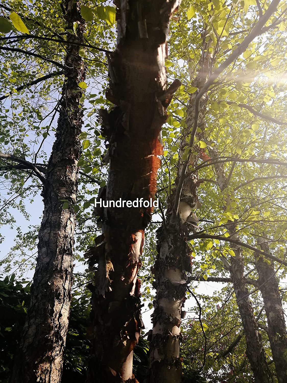Hundredfold 50 River Birch Seeds - Betula nigra American Native Birch, Red Birch, Water Birch, Native Tree in Canada and USA, Excellent for Landscaping and Reforestation