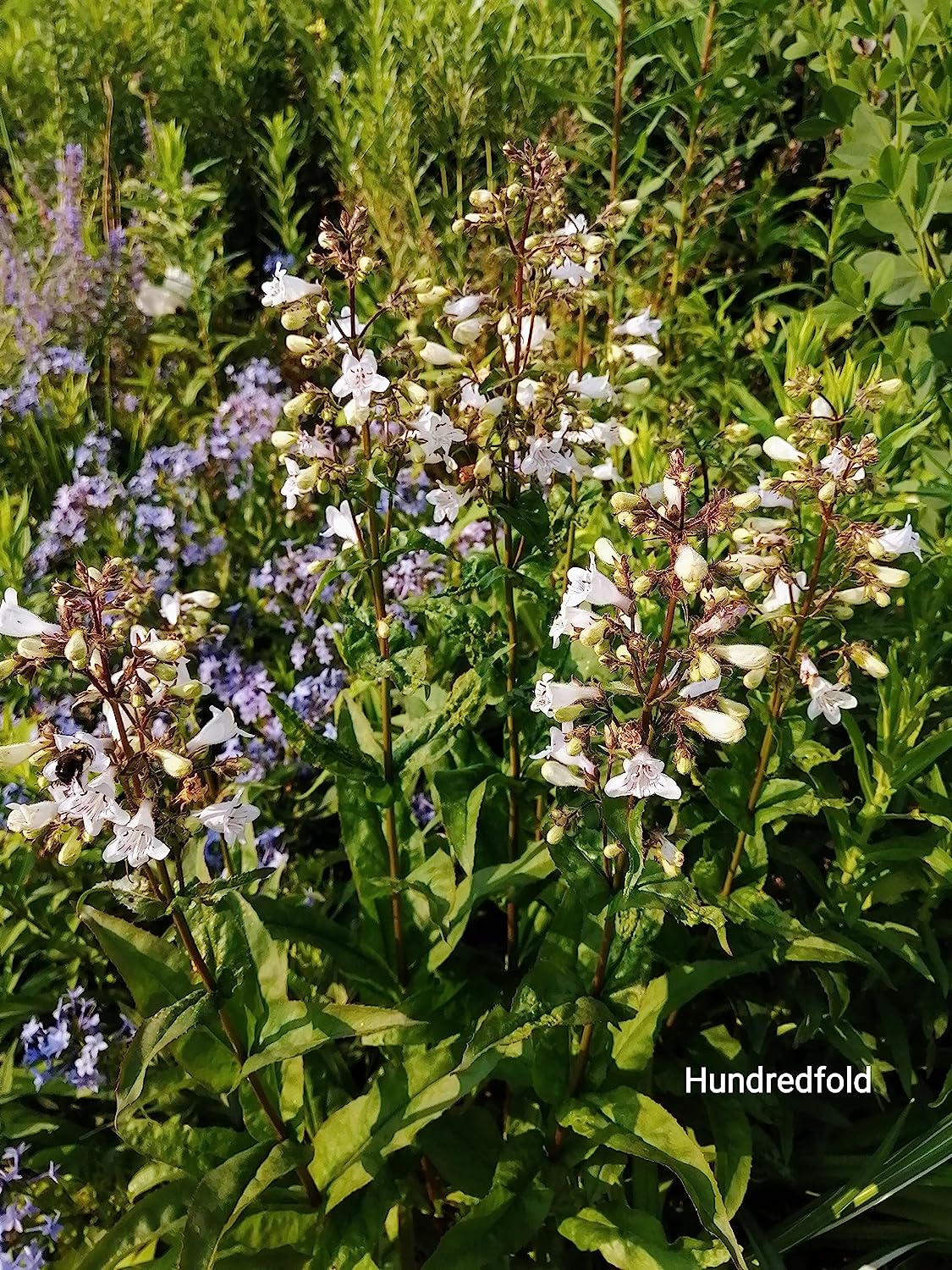 Foxglove Beardtongue Wildflower 500 Seeds - Penstemon Digitalis Mississippi Penstemon Smooth White Beardtongue Native Top Pollinator Plant