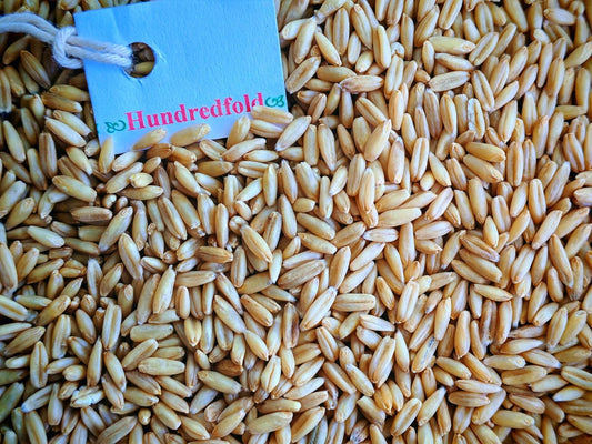 Canada Grown Certified Organic Oat Groats 2 kg - Non-GMO, Whole Grain Oats, Food Grade, Fiber Rich, Vegetarian, Vegan, Buy Local, Support Canadian Farmers