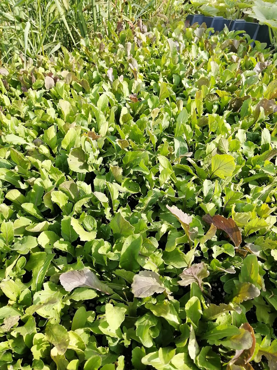 Roquette biologique Hundredfold 500 graines - Eruca Sativa, Roquette, Rucola, légume ou herbe sans OGM