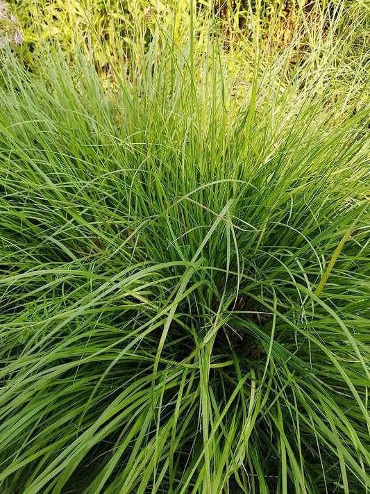 Lot de 1000 graines de graminées à graines tombantes des Prairies - Sporobolus heterolepis Graminées ornementales en touffes, plante hôte pour la larve du papillon Skipper, appréciées pour les jardins indigènes et les prairies de fleurs sauvages