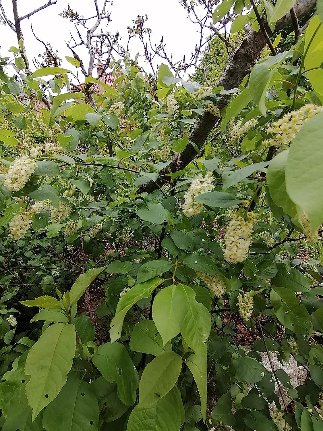 Hundredfold Chokecherry 10 Seeds - Prunus virginiana Choke Cherry Canada Native Shrub, Attractive to Bees, Birds and Butterflies