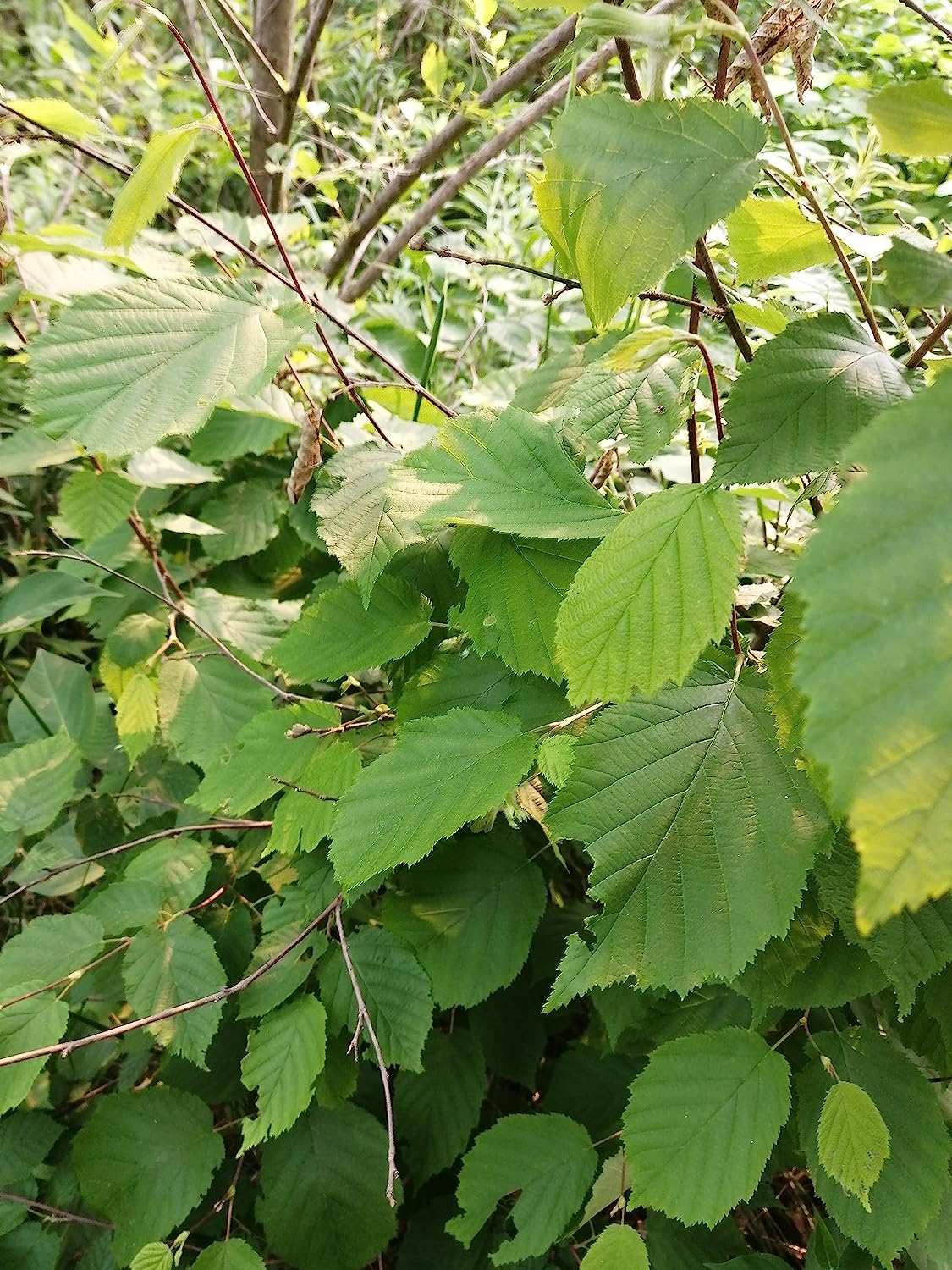 Noisetier à bec centuple 4 graines - Corylus cornuta Arbuste indigène du Canada produisant de belles couleurs d'automne et des noix comestibles