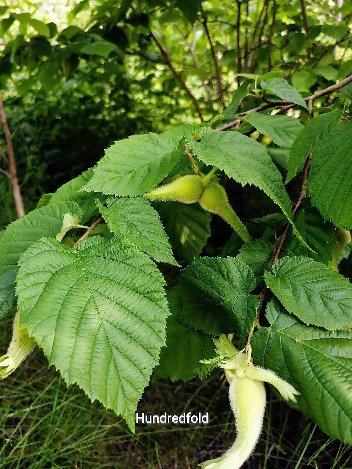 Noisetier à bec centuple 4 graines - Corylus cornuta Arbuste indigène du Canada produisant de belles couleurs d'automne et des noix comestibles