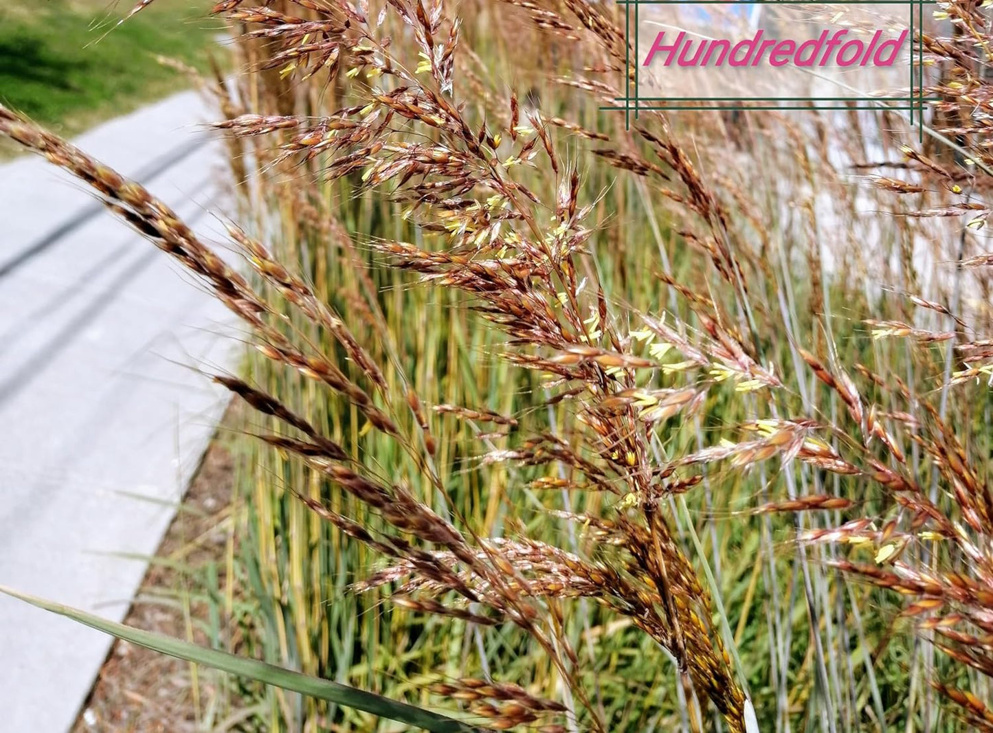 Centuple 500 graines d'herbe indienne - Sorghastrum nutans Herbe indienne Graminées ornementales en touffes, herbe indienne jaune, attire les oiseaux, appréciée pour les jardins indigènes et les prairies de fleurs sauvages 