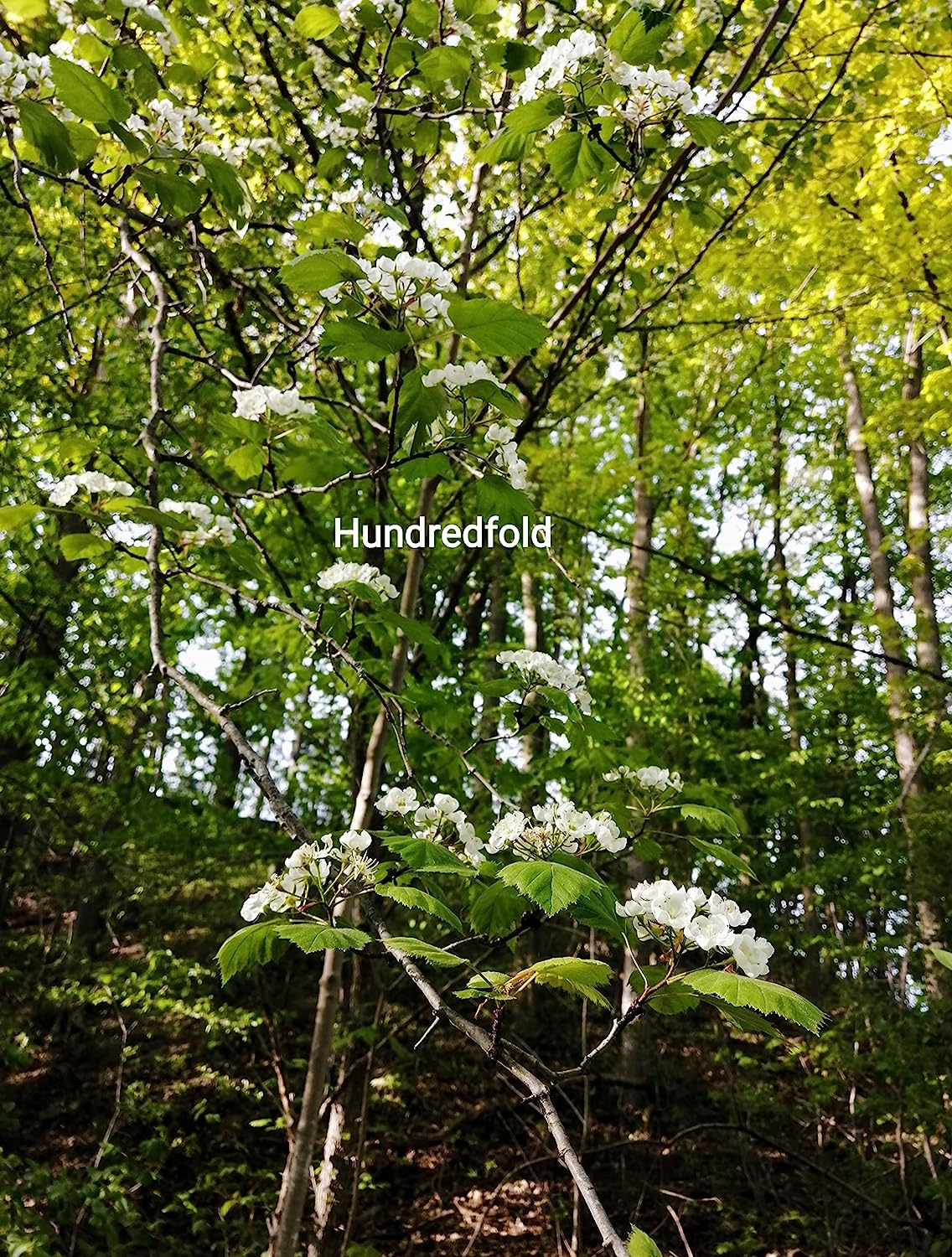 Aubépine centuple 20 graines – Crataegus mollis Red Haw Thorn Petit arbre fruitier indigène du Canada, parfait pour l'observation des oiseaux dans la cour et les haies 