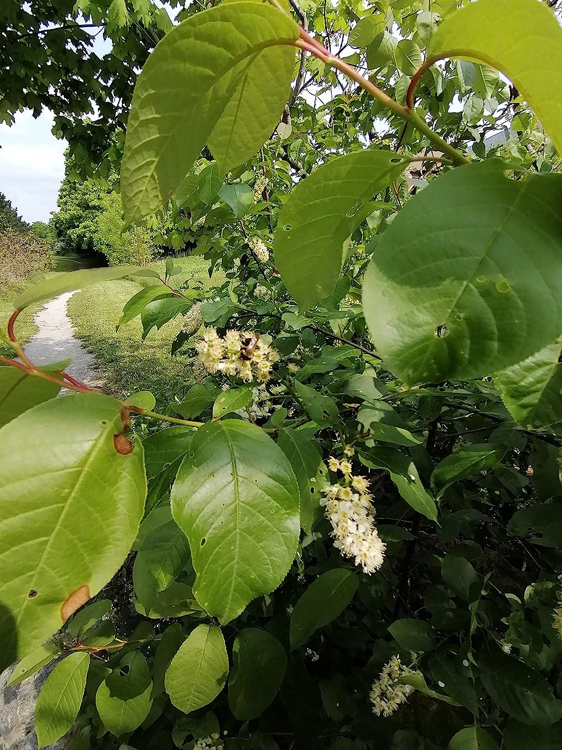 Hundredfold Chokecherry 10 Seeds - Prunus virginiana Choke Cherry Canada Native Shrub, Attractive to Bees, Birds and Butterflies