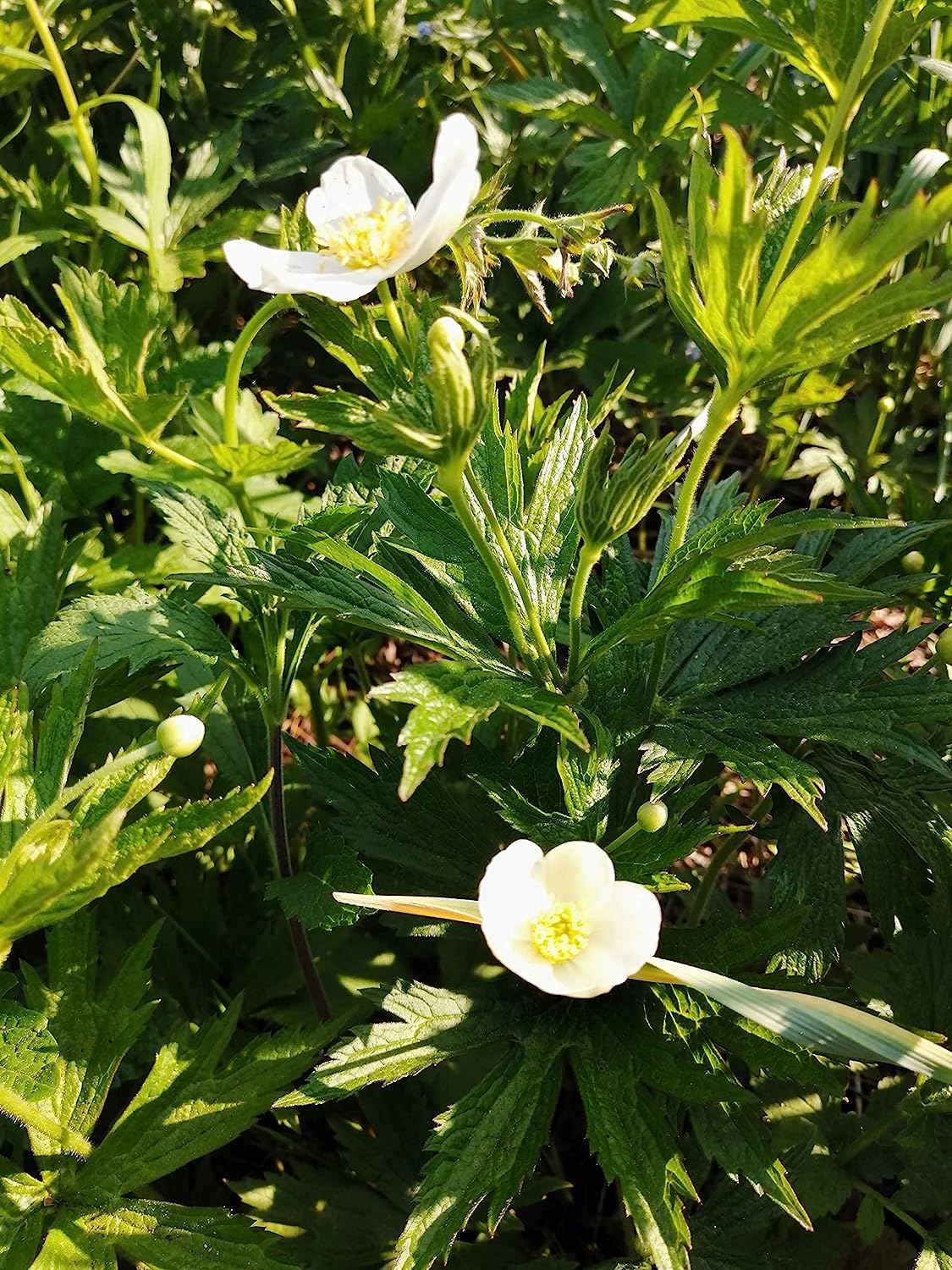 Graines de fleurs d'anémone canadienne au centuple 100 – Anémone Canadensis Fleur indigène Feuille ronde Dés à coudre Couvre-sol et alternative à la pelouse pour les zones ombragées 