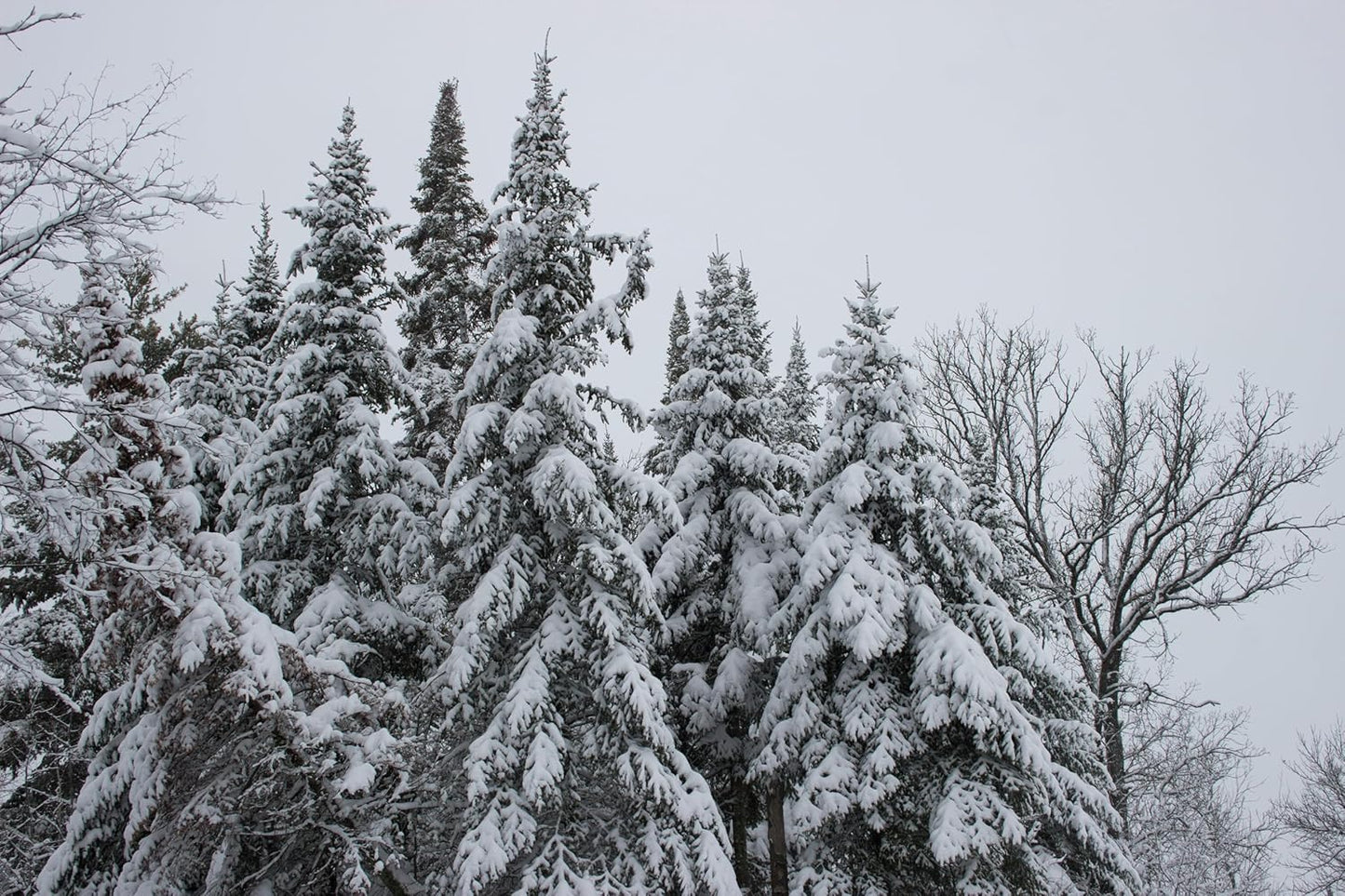 Hundredfold Balsam Fir 20 Tree Seeds - Abies balsamea Canada Balsam, Eastern fir, Balm-of-Gilead fir Canada USA Native Conifer