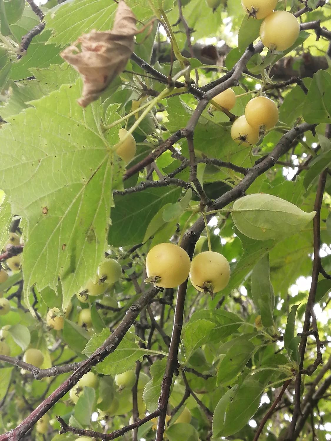 Pommier sauvage 10 graines par Hundredfold - Arbre fruitier à fleurs de pommier sauvage Malus non OGM, plante spécimen, attire les oiseaux 