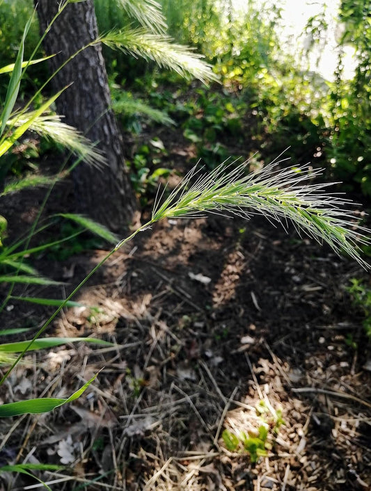 Graines de graminées de seigle sauvage de Virginie au centuple 200 graines - seigle sauvage des prairies indigènes de l'Ontario, seigle sauvage parfait pour le contrôle de l'érosion ou le gazon ornemental