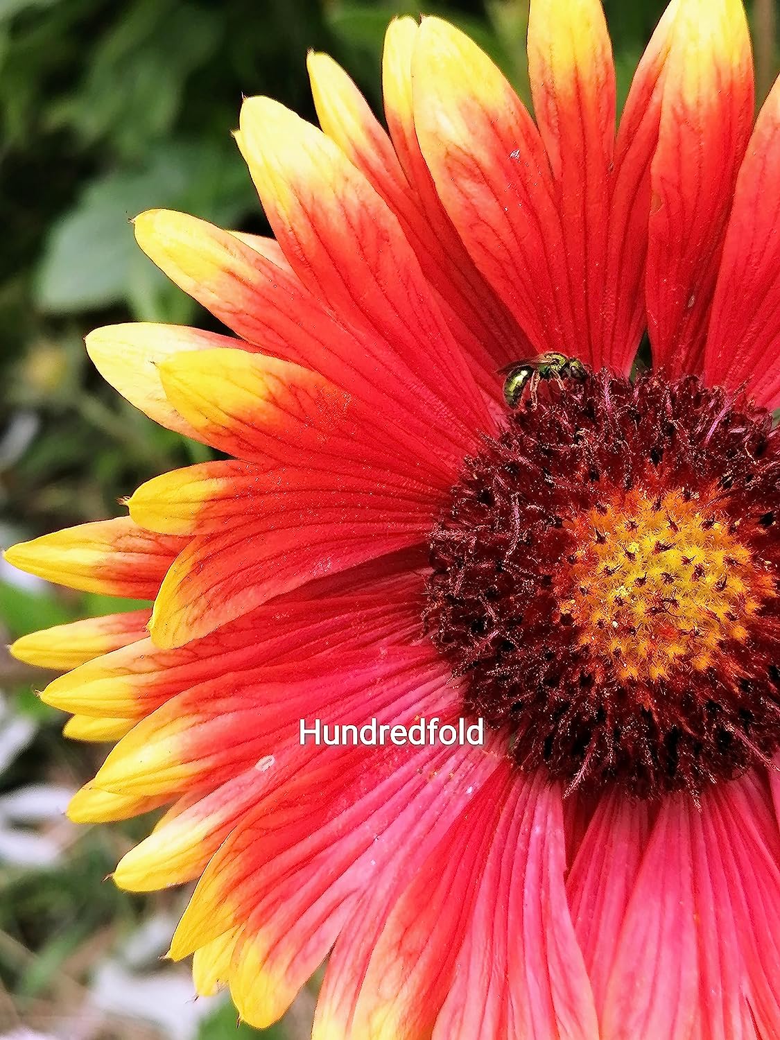 Gaillarde de Bourgogne au centuple 100 graines - Gaillardia aristata Blanket Flower, fleur indigène des prairies, plante vivace rustique, parfaite pour les abeilles et les jardins de fleurs sans soucis, emballée et expédiée au Canada 