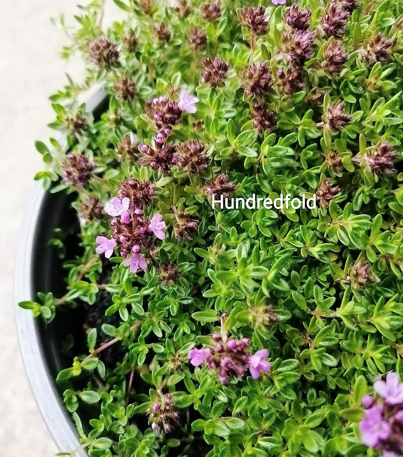 Hundredfold Creeping Thyme 1000 Seeds - Thymus serpyllum Brotherwort Ground Cover or Lawn Alternative Rock Garden Staple