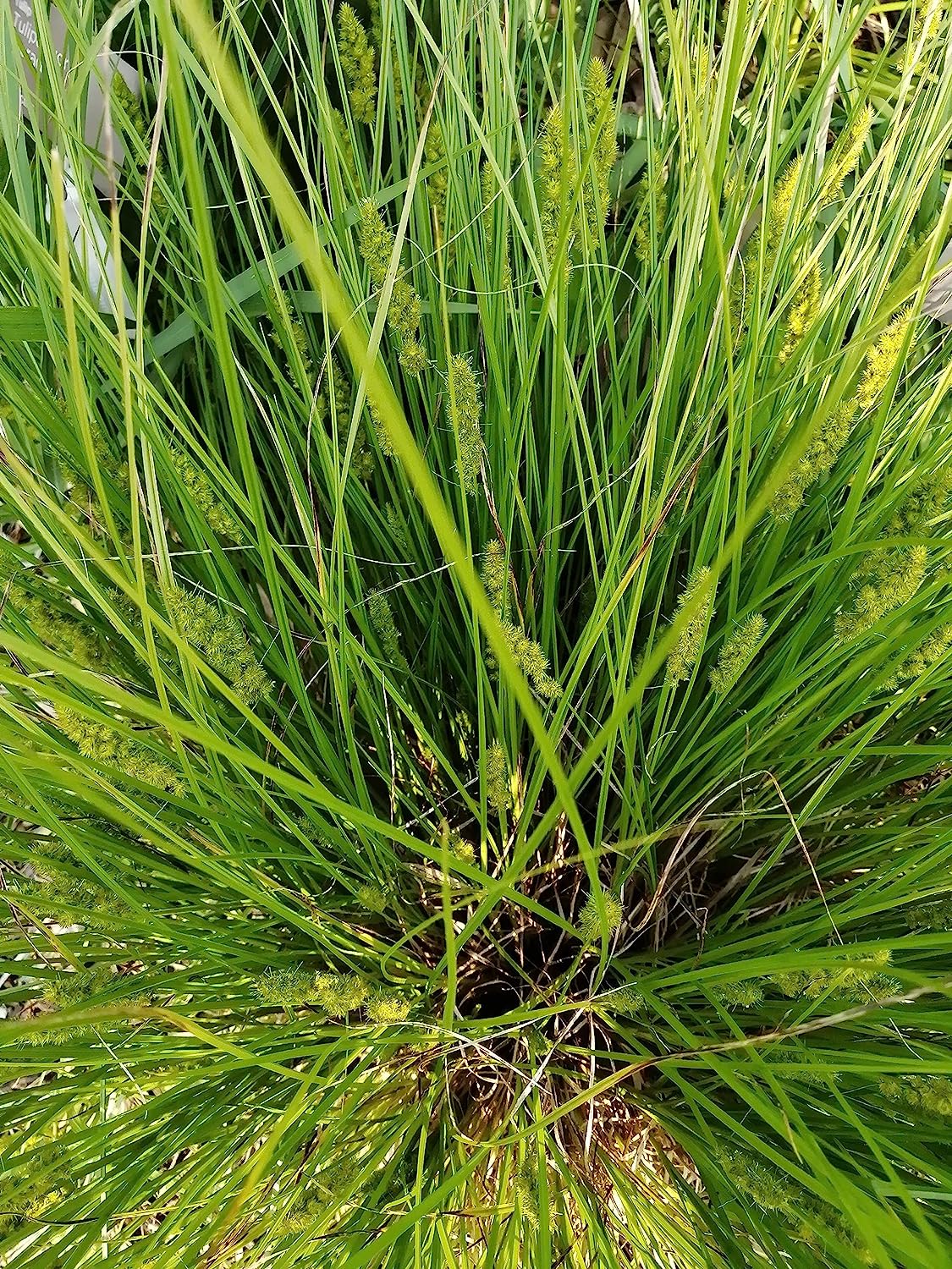 Centuple 500 graines de carex renard - Carex Canada Prairie Native Perennial, idéal pour les zones humides, les jardins pluviaux ou les couvre-sols dans les zones ombragées 