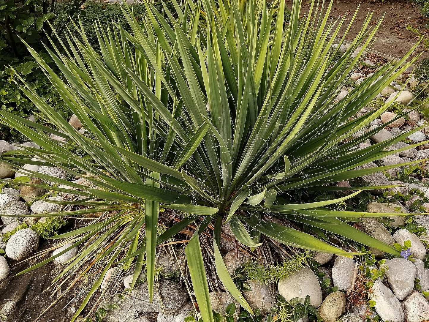 Graines de Yucca Buckley au centuple 30 - Yucca constricta Arbuste ornemental vivace sans OGM à fleurs blanc crème, plante d'intérieur, résistante à l'hiver dans le sud du Canada