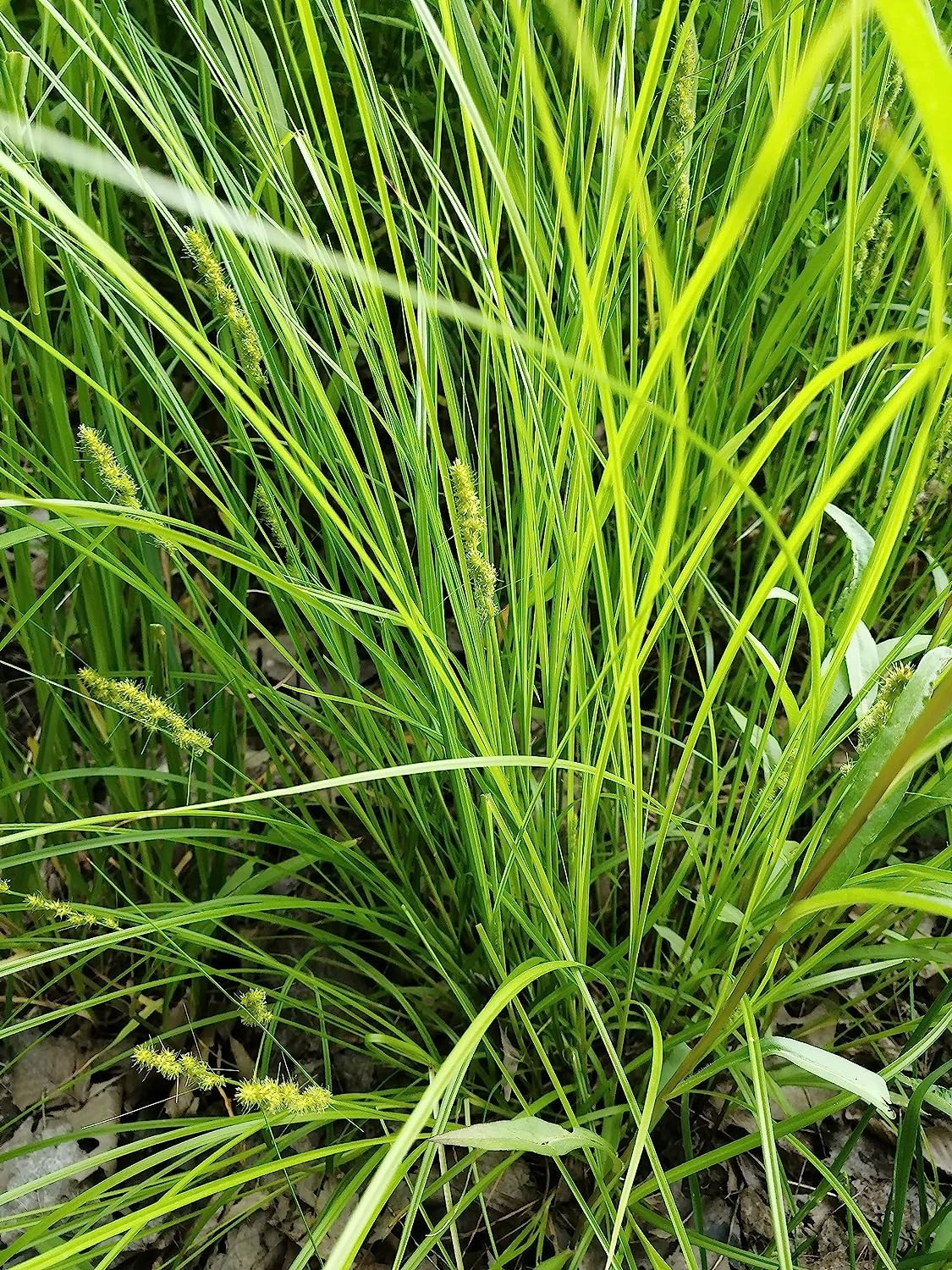 Centuple 500 graines de carex renard - Carex Canada Prairie Native Perennial, idéal pour les zones humides, les jardins pluviaux ou les couvre-sols dans les zones ombragées 